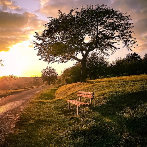 A worn wooden bench along a dirt road, lit by the setting sun.