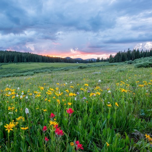 A meddow of wildflowers, backdropped by an evergreen woodlands and the glow of sunset behind far distant mountains.